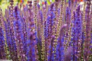 lavender, Purple Flowers