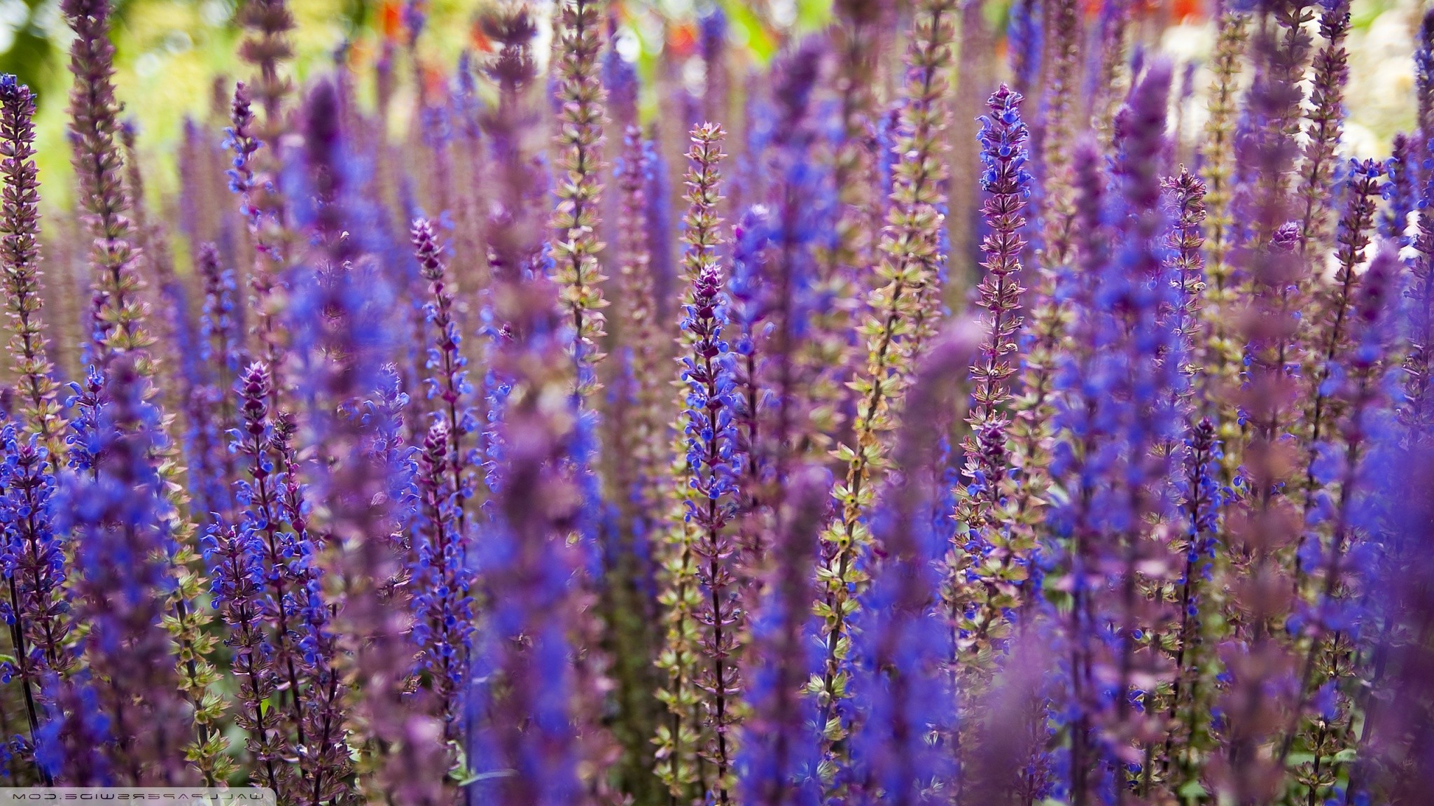 lavender, Purple Flowers Wallpaper