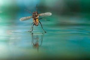 Fly, Water, Nature