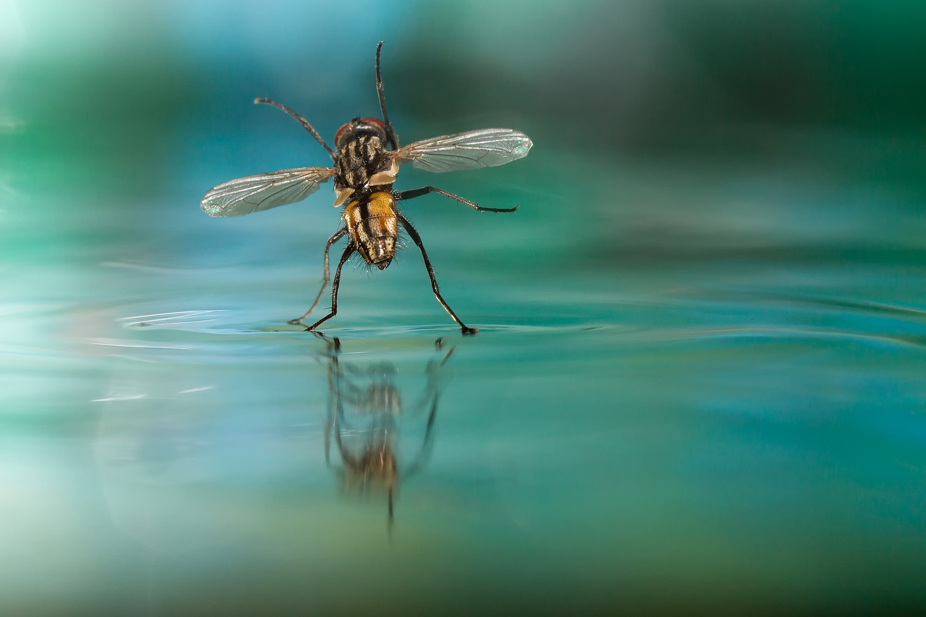 Fly, Water, Nature Wallpaper