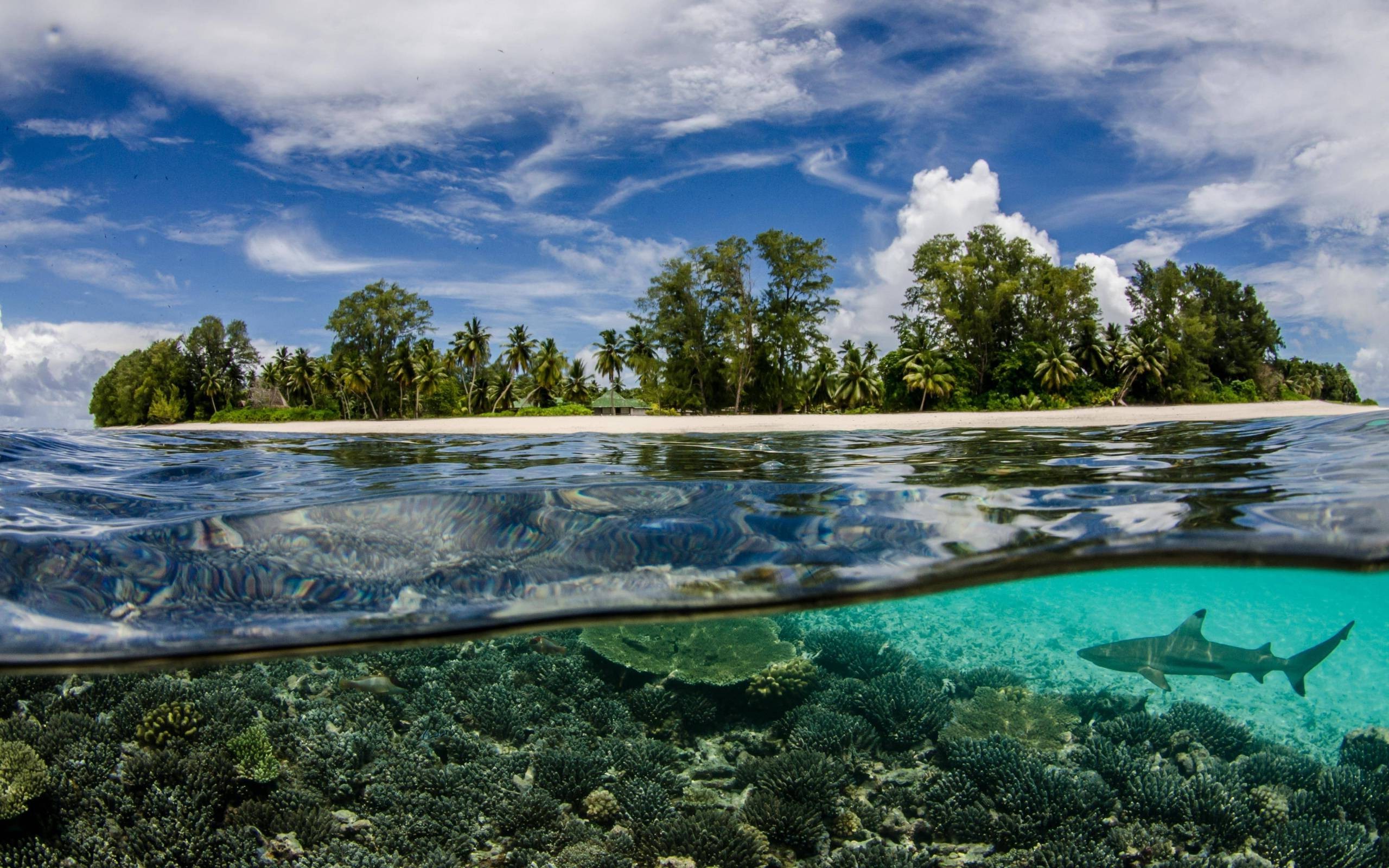 Seychelles, Sea, Underwater, Nature, Beach, Shark, Split View, Sea Anemones Wallpaper