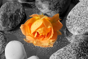 flowers, Orange, Stones, Rose