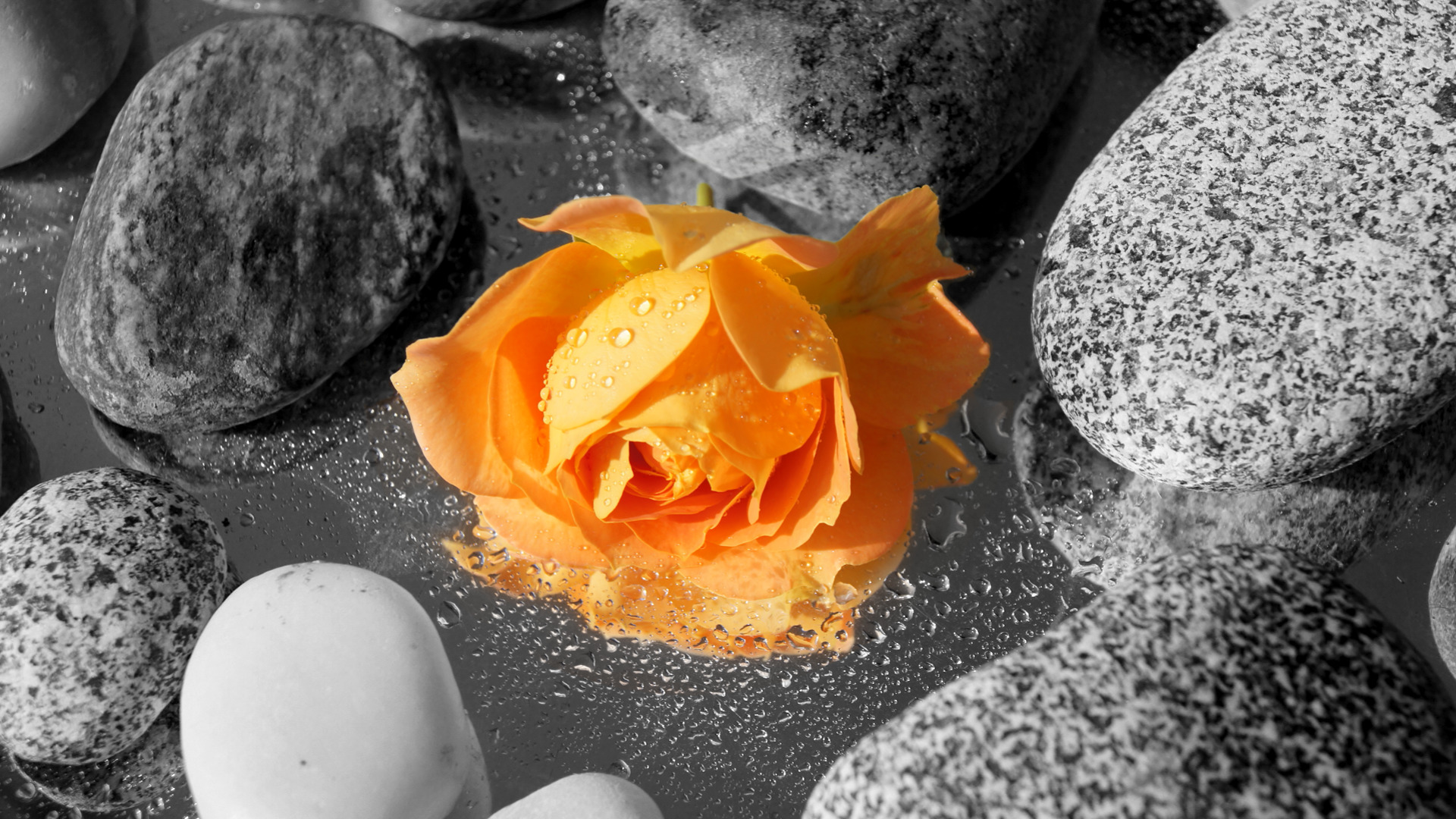 flowers, Orange, Stones, Rose Wallpaper