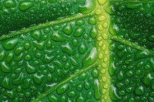 nature, Plants, Leaves, Macro, Closeup, Water Drops, Veins, Green