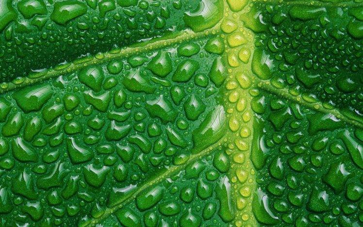 nature, Plants, Leaves, Macro, Closeup, Water Drops, Veins, Green HD Wallpaper Desktop Background