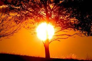 Sun, Sunlight, Trees, Nature, Silhouette, Golden Hour