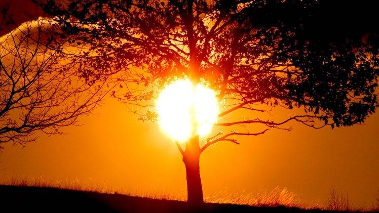 Sun, Sunlight, Trees, Nature, Silhouette, Golden Hour HD Wallpaper Desktop Background