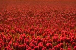 tulips, Red Flowers, Flowers, Nature