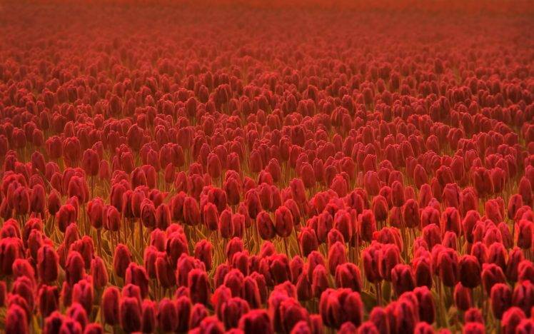 tulips, Red Flowers, Flowers, Nature HD Wallpaper Desktop Background