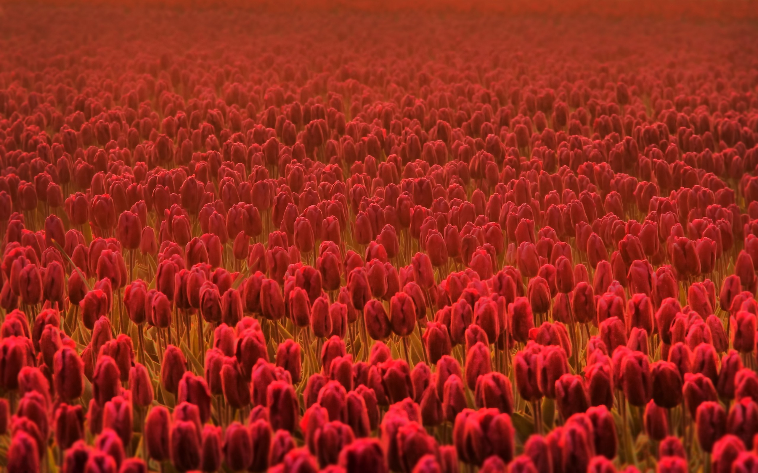 Тюльпаны поле красные загрузить