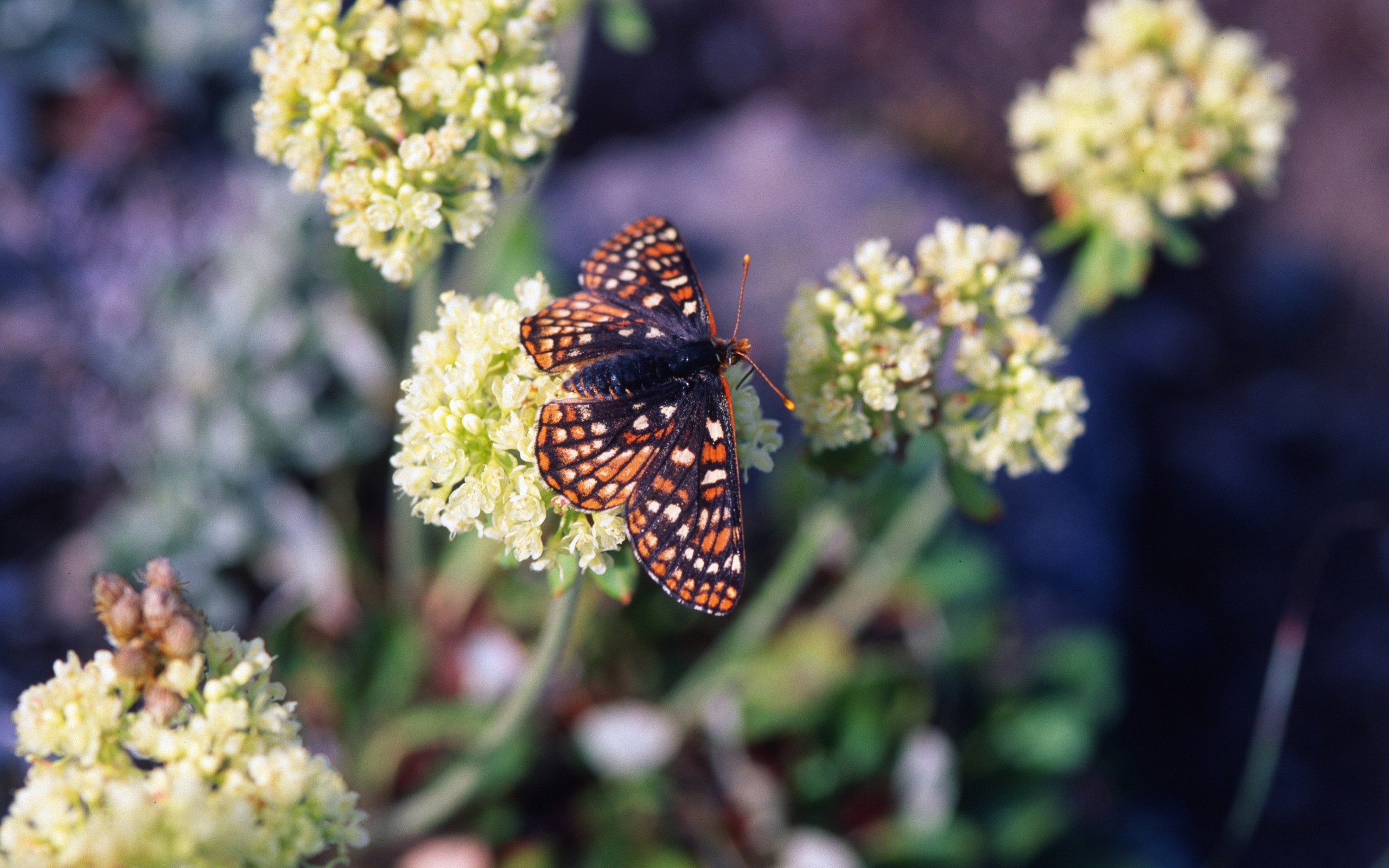 flowers, Nature, Butterfly, Insect Wallpaper
