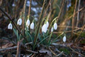 nature, Flowers, White Flowers, Snowdrops