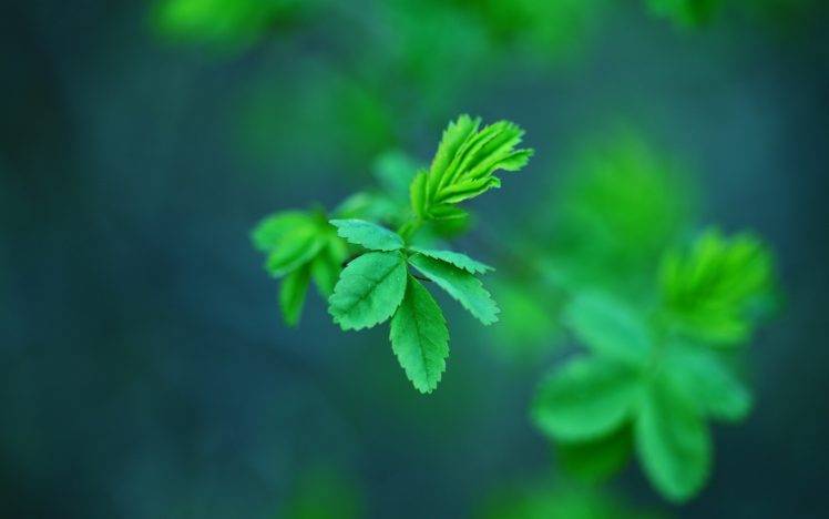 nature, Green, Plants, Leaves, Depth Of Field, Macro HD Wallpaper Desktop Background