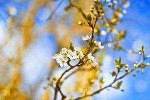 flowers, Blossoms, White Flowers, Twigs, Depth Of Field