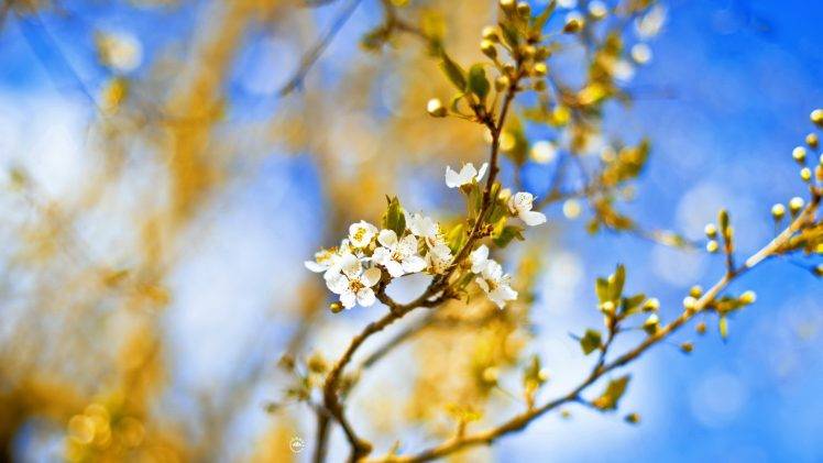flowers, Blossoms, White Flowers, Twigs, Depth Of Field HD Wallpaper Desktop Background