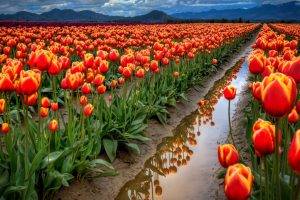 field, Flowers, Tulips, Reflection, Puddle, Mountain