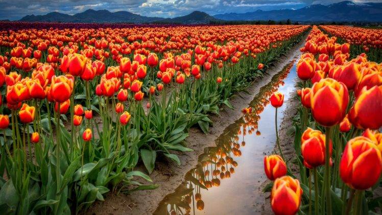 field, Flowers, Tulips, Reflection, Puddle, Mountain HD Wallpaper Desktop Background