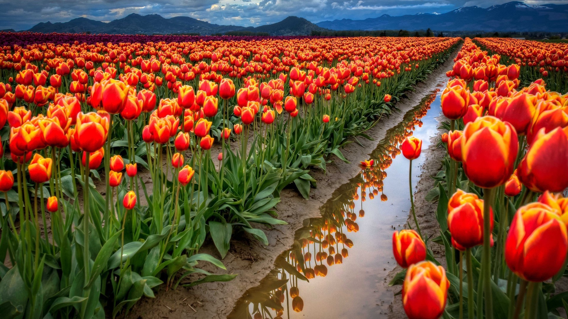field, Flowers, Tulips, Reflection, Puddle, Mountain Wallpaper
