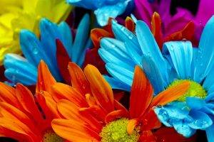 flowers, Colorful, Macro