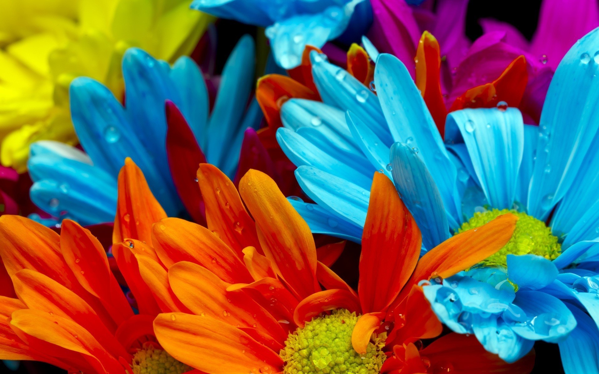flowers, Colorful, Macro Wallpaper