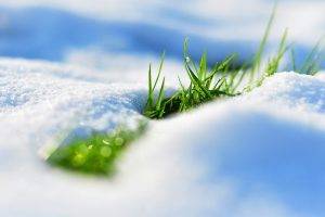 snow, Grass, Depth Of Field, Nature