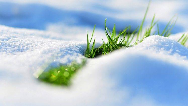 snow, Grass, Depth Of Field, Nature HD Wallpaper Desktop Background