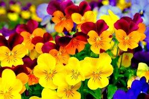 flowers, Pansies, Colorful