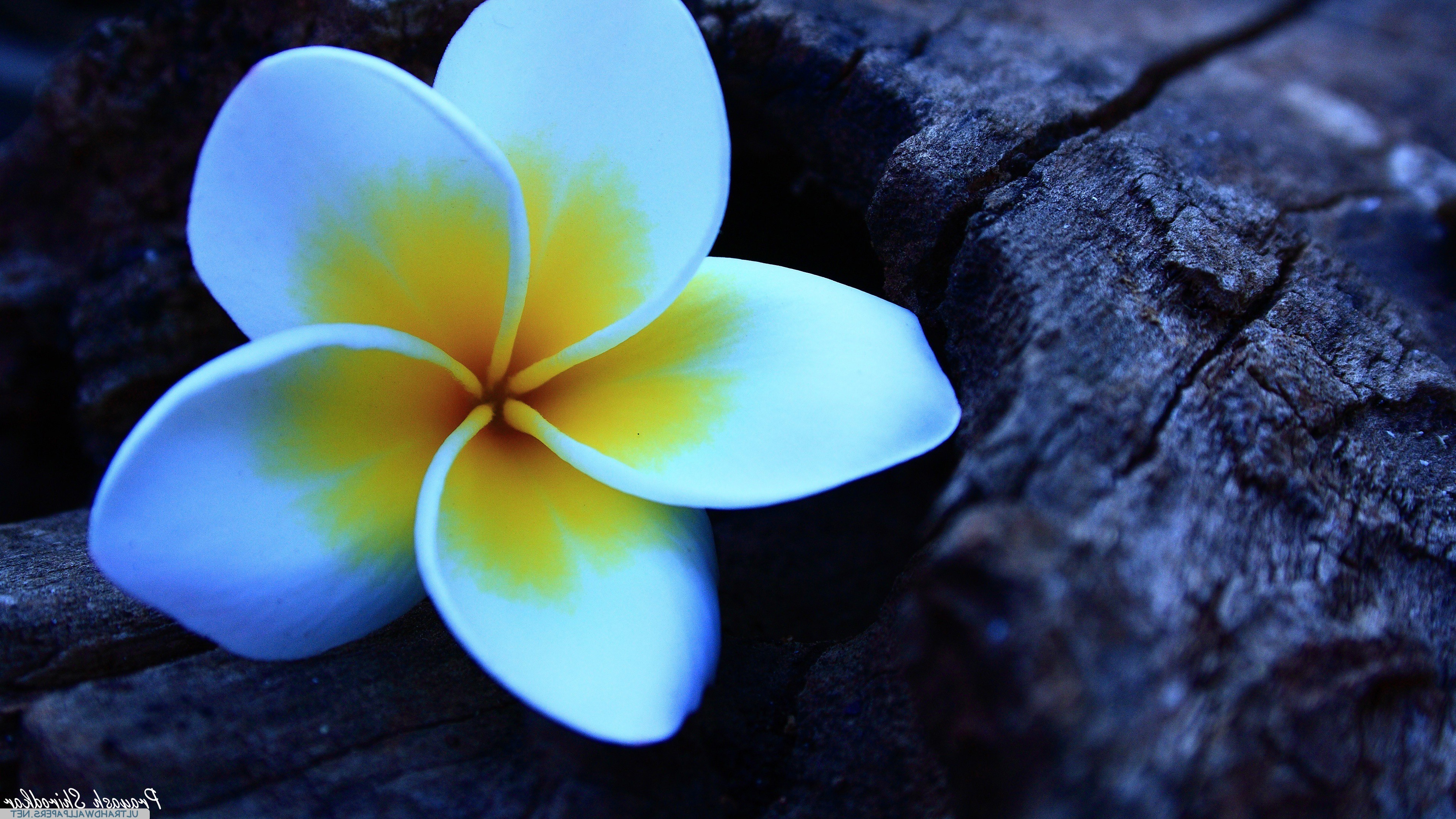 Plumeria, Flowers Wallpapers HD / Desktop and Mobile Backgrounds