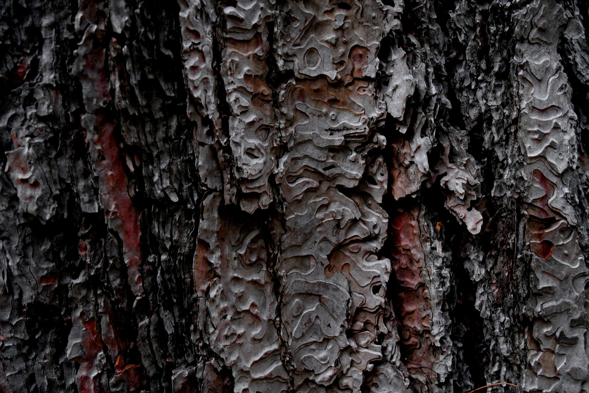 nature, Trees, Wooden Surface, Wood, Pattern, Bark, Texture Wallpaper