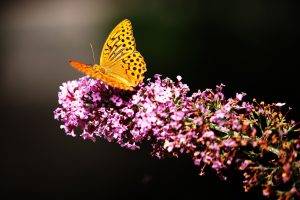 nature, Flowers, Butterfly
