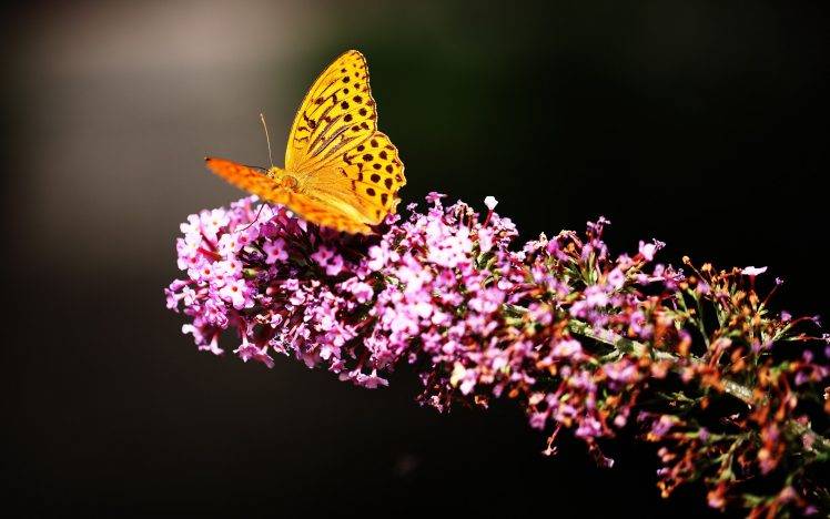 nature, Flowers, Butterfly HD Wallpaper Desktop Background