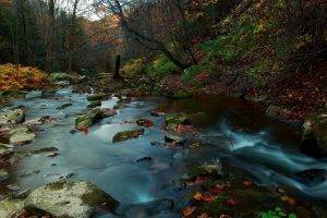 river, Nature, Forest, Leaves, Fall, Water, Rock, Stones