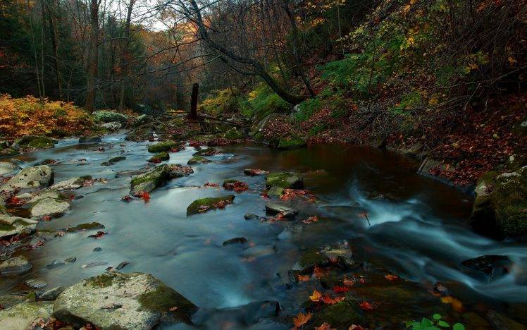river, Nature, Forest, Leaves, Fall, Water, Rock, Stones HD Wallpaper Desktop Background