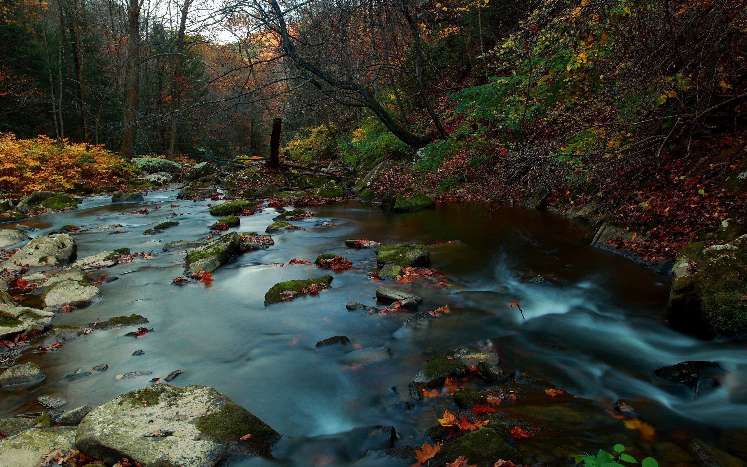 river, Nature, Forest, Leaves, Fall, Water, Rock, Stones Wallpaper