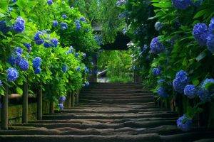 staircase, Hydrangea, Leaves, Flowers, Blue Flowers
