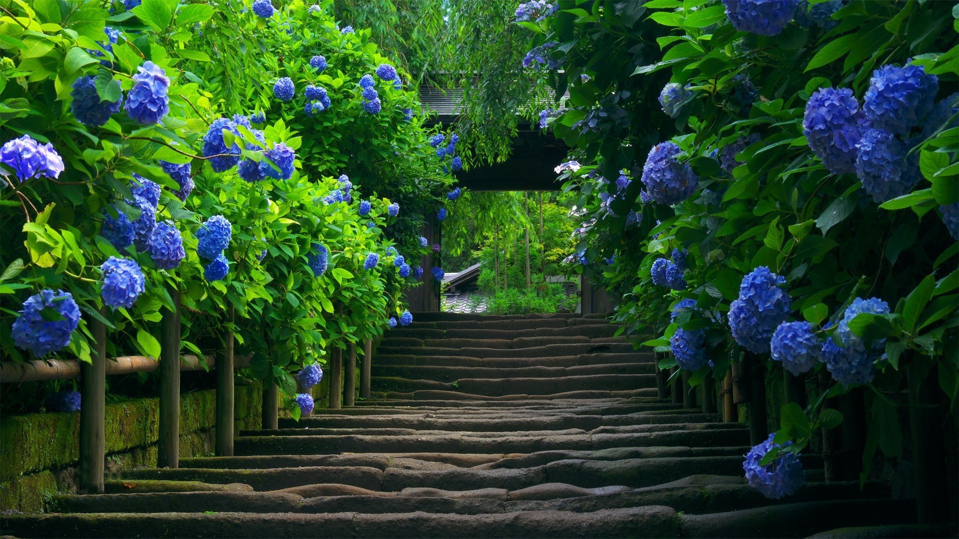 staircase, Hydrangea, Leaves, Flowers, Blue Flowers Wallpaper