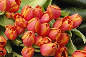 flowers, Tulips, Nature