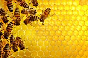 pattern, Texture, Geometry, Hexagon, Nature, Insect, Bees, Honey, Yellow, Hive