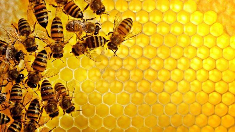 pattern, Texture, Geometry, Hexagon, Nature, Insect, Bees, Honey, Yellow, Hive HD Wallpaper Desktop Background