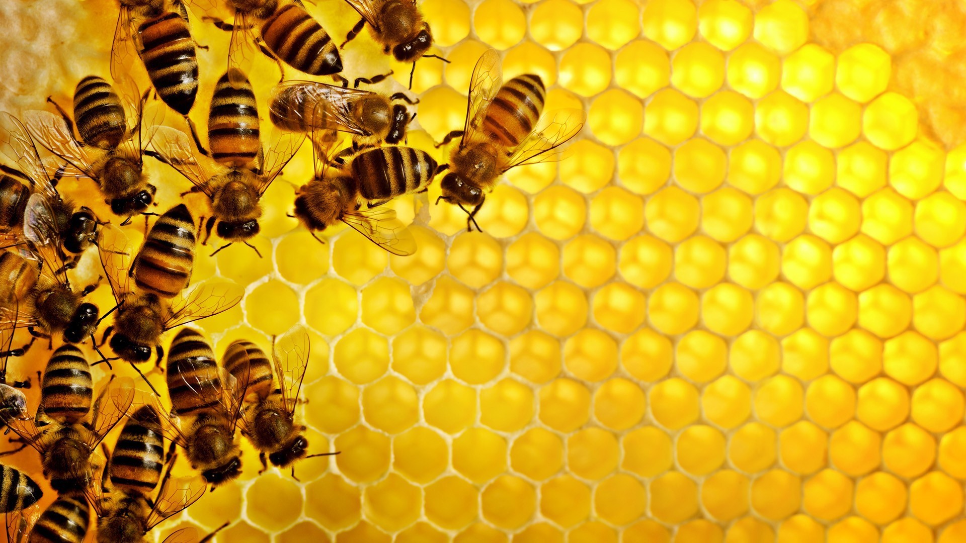 pattern, Texture, Geometry, Hexagon, Nature, Insect, Bees, Honey, Yellow, Hive Wallpaper