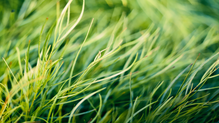 grass, Nature, Macro, Plants HD Wallpaper Desktop Background