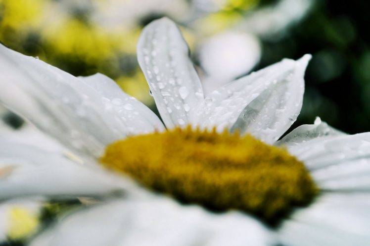 spring, Flowers, Rain, Tulips, Fresh, Daisy HD Wallpaper Desktop Background