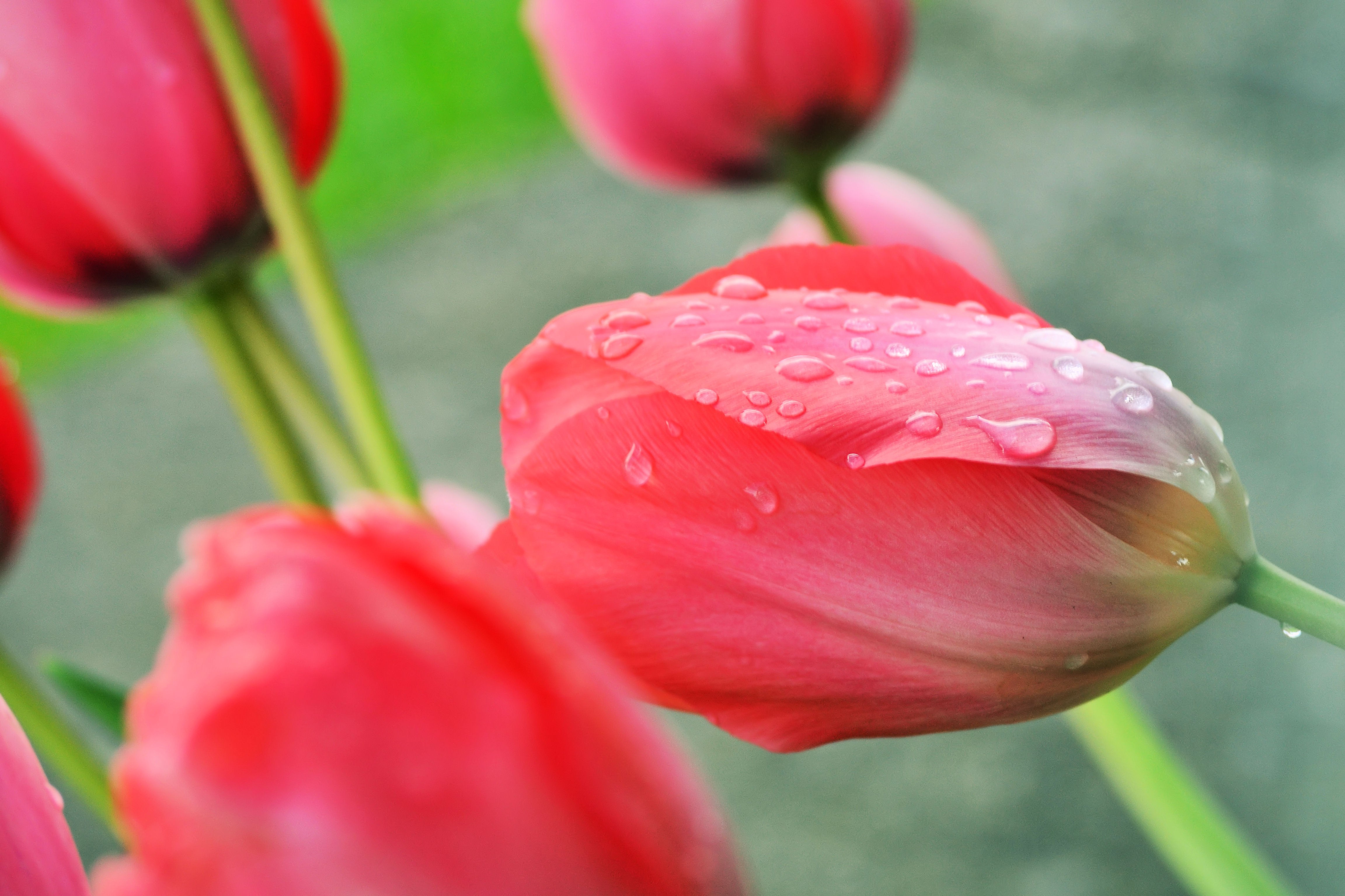 spring, Flowers, Rain, Tulips, Fresh, Daisy Wallpaper