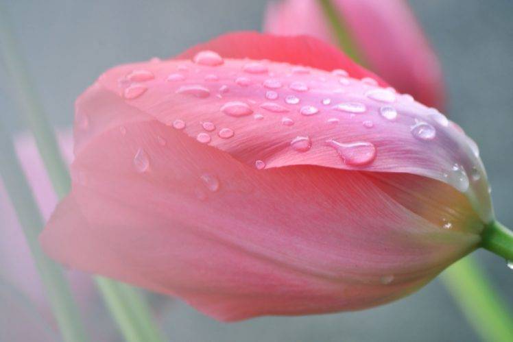 spring, Flowers, Rain, Tulips, Fresh, Daisy HD Wallpaper Desktop Background