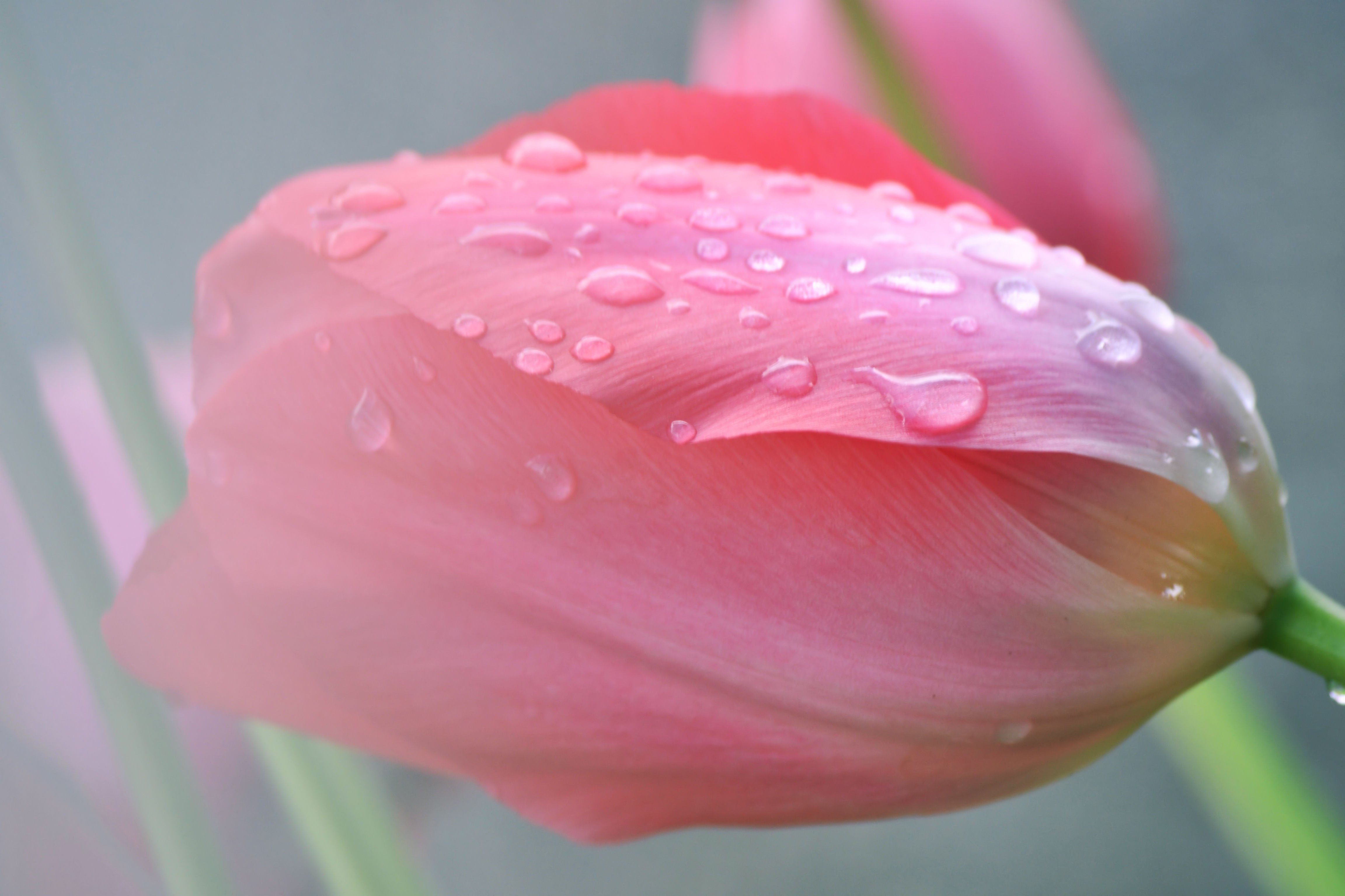 spring, Flowers, Rain, Tulips, Fresh, Daisy Wallpapers HD / Desktop and
