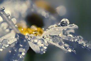 water Drops, Depth Of Field, Macro, Flowers