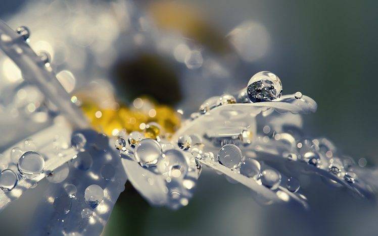 water Drops, Depth Of Field, Macro, Flowers HD Wallpaper Desktop Background
