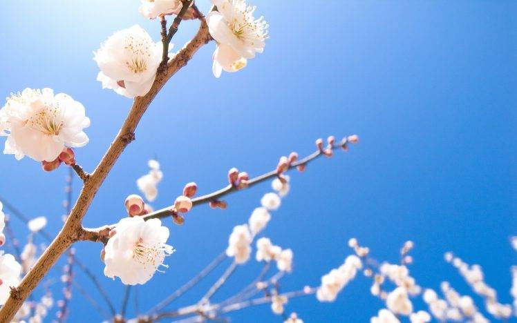 nature, White Flowers, Spring HD Wallpaper Desktop Background