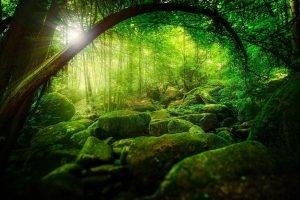 nature, Trees, Forest, Green, Sun Rays, Sunlight, Branch, Stones, Moss
