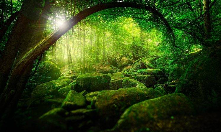 nature, Trees, Forest, Green, Sun Rays, Sunlight, Branch, Stones, Moss HD Wallpaper Desktop Background